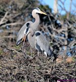 DSC_3107_001.JPG