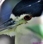 DSC_3129_001.JPG
