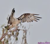 DSC_3206_001.JPG