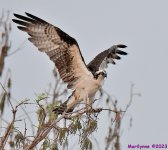 DSC_3207_001.JPG