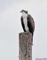 DSC_3220_001.JPG