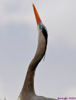 DSC_3222_001.JPG