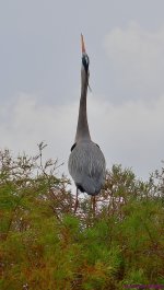 DSC_3225_001.JPG