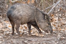 Javelina-243.jpg