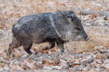 Javelina-244.jpg