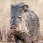 Javelina-245.jpg