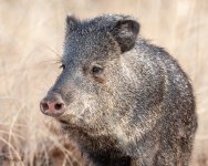 Javelina-246.jpg