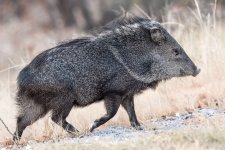 Javelina-247.jpg