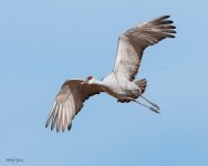SandhillFlight-245.jpg