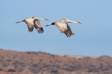 SandhillFlight-246.jpg