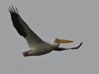 Pelican18.jpg