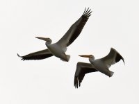 Pelican13.jpg