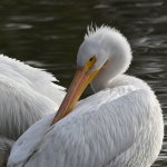 Pelican2.jpg