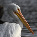 Pelican9.jpg