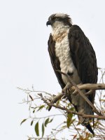 Osprey2.jpg