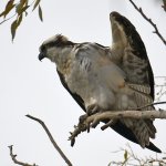 Osprey6.jpg
