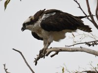 Osprey11.jpg