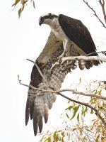 Osprey15.jpg