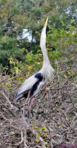 DSC_3277_001.JPG