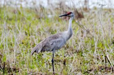 Sandhill crane sm.jpg