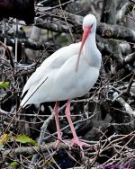 DSC_3293_001.JPG