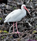DSC_3296_001.JPG
