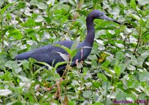 DSC_3315_001.JPG