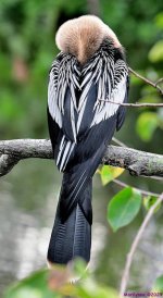 DSC_3344_001.JPG