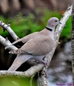 DSC_3367_001.JPG