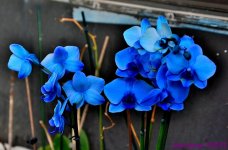DSC_1699_001.JPG