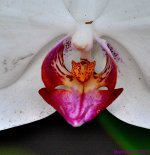 DSC_1704_001.JPG