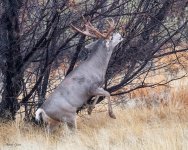 DeerBosque-247.jpg