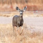DeerBosque-250.jpg