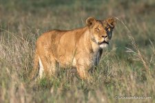 lion golden light1.jpg
