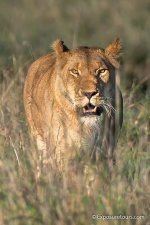 lion golden light2.jpg
