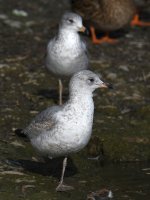 Gull17.jpg