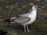 Gull13.jpg