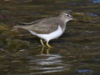 Sandpiper.jpg