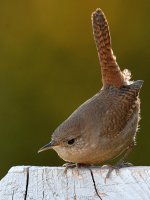 Wren4.jpg