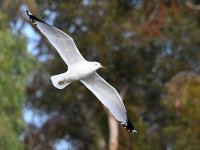 Gull6.jpg