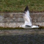 Gull8.jpg