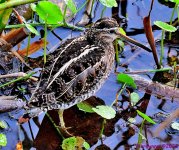 DSC_3410_001.JPG