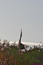 DSC_3411_001.JPG