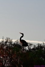 DSC_3414_001.JPG