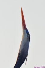 DSC_3417_001.JPG