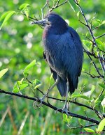 DSC_3431_001.JPG