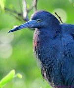 DSC_3438_001.JPG