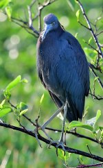 DSC_3441_001.JPG