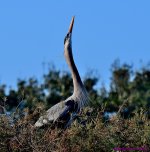 DSC_3518_001.JPG