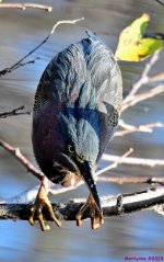 DSC_3531_001.JPG